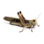 Langostas (Locusta Migratoria)