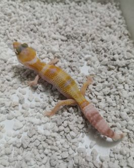 Nº1 Gecko Leopardo WY Sunglow (sin sexar)