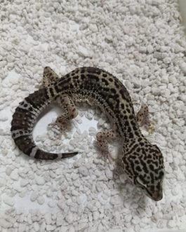 Nº4 Gecko Leopardo Black Night (Hembra)