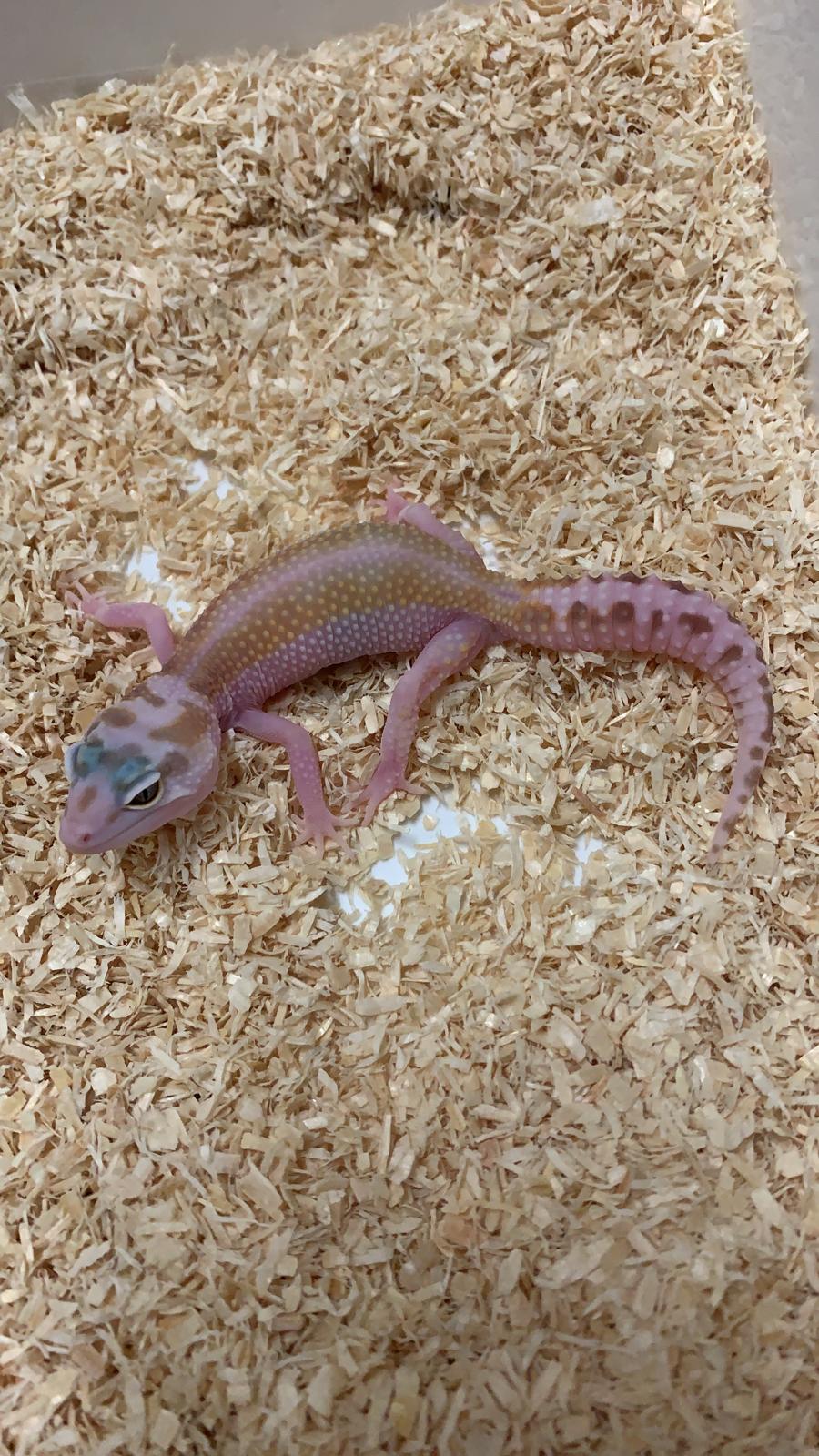 Nº118 WY Red Striped Tremper (possible hembra)