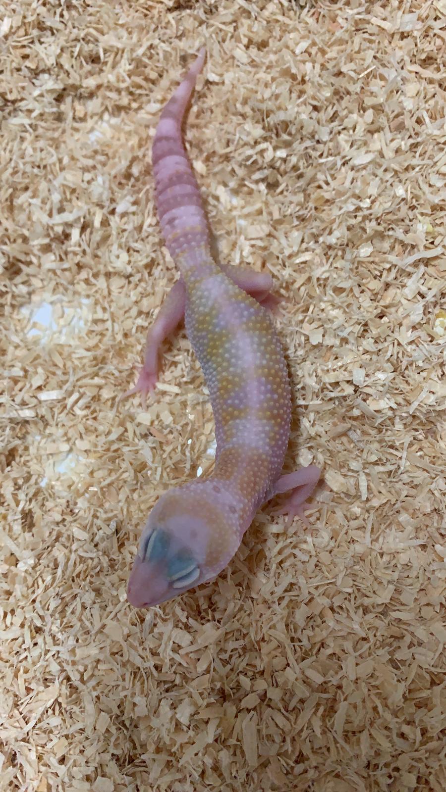 Nº122 Snow Glow WY Tremper (posible hembra)