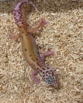 Nº73 Gecko Leopardo Bell (posible hembra)