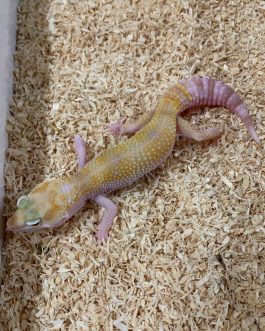 Nº74 Gecko Leopardo sunglow wy tangerine (posible hembra)