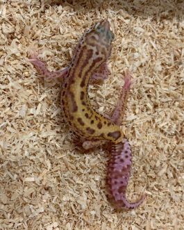 Nº75 Gecko Leopardo MS Bell (posible hembra)