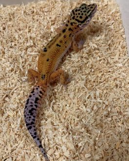 Nº79 Gecko Leopardo Tangerine Stripe (posible hembra)