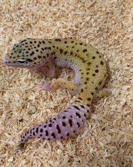 Nº81 Gecko Leopardo Patternless Stripe Eclipse (posible hembra)