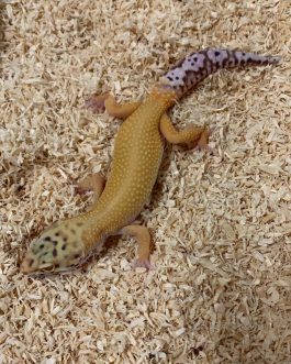 Nº82 Gecko Leopardo Sunglow Bell (posible hembra)