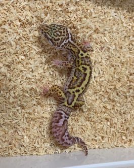 Nº83 Gecko Leopardo MS Lavander Bell (macho)